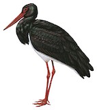 Black Stork Illustration