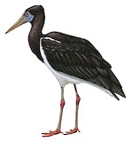 Abdim's Stork Illustration