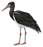 Abdim's Stork Illustration