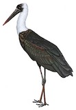 African Woolly-necked Stork Illustration