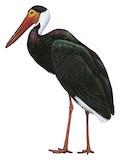 Storm's Stork Illustration