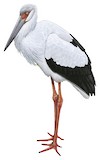 Maguari Stork Illustration