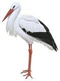 White Stork Illustration