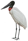 Jabiru Illustration