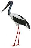 Black-necked Stork Illustration