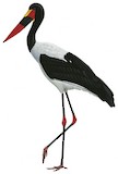 Saddle-billed Stork Illustration