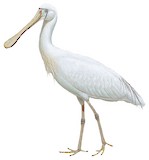 Yellow-billed Spoonbill Illustration