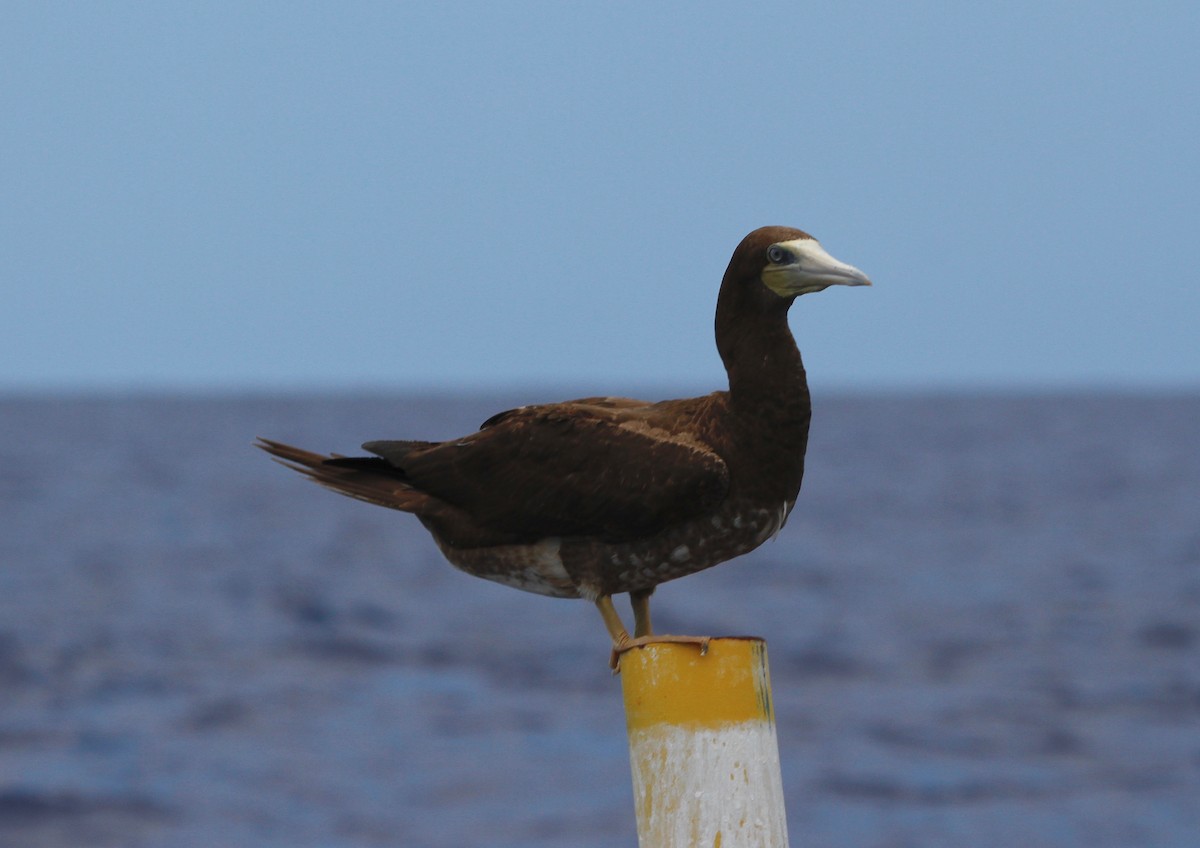 Brown Booby - ML151505001