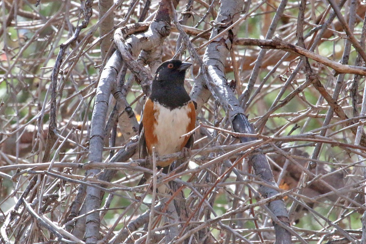 Spotted Towhee - Richard Fray