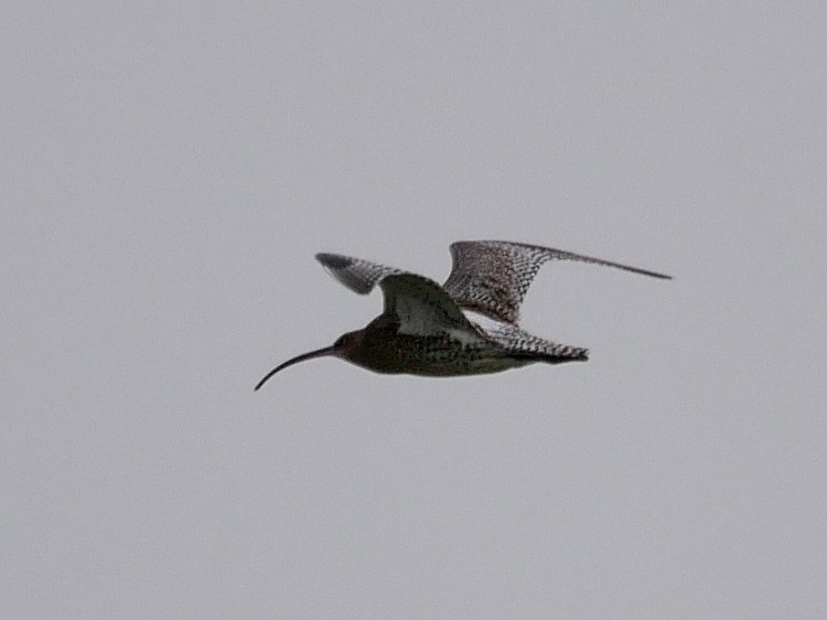 Eurasian Curlew - Lewis Lawes