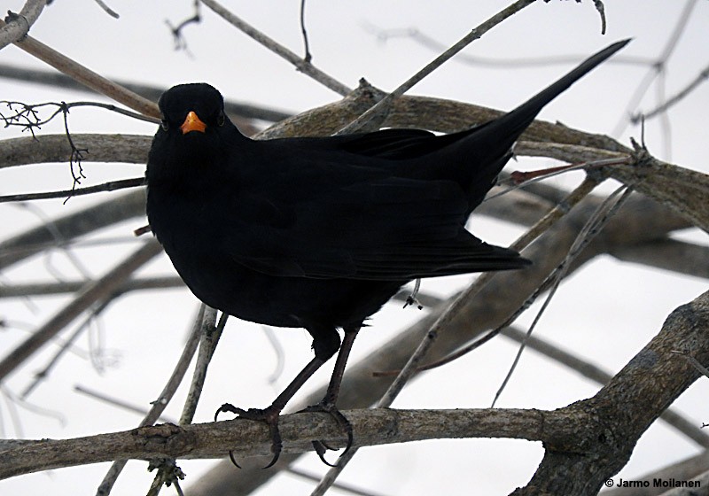 Eurasian Blackbird - Jarmo Moilanen