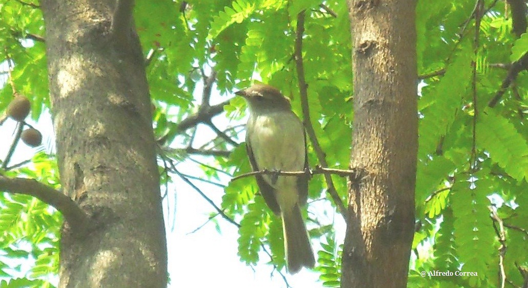 Northern Mouse-colored Tyrannulet - Alfredo Correa