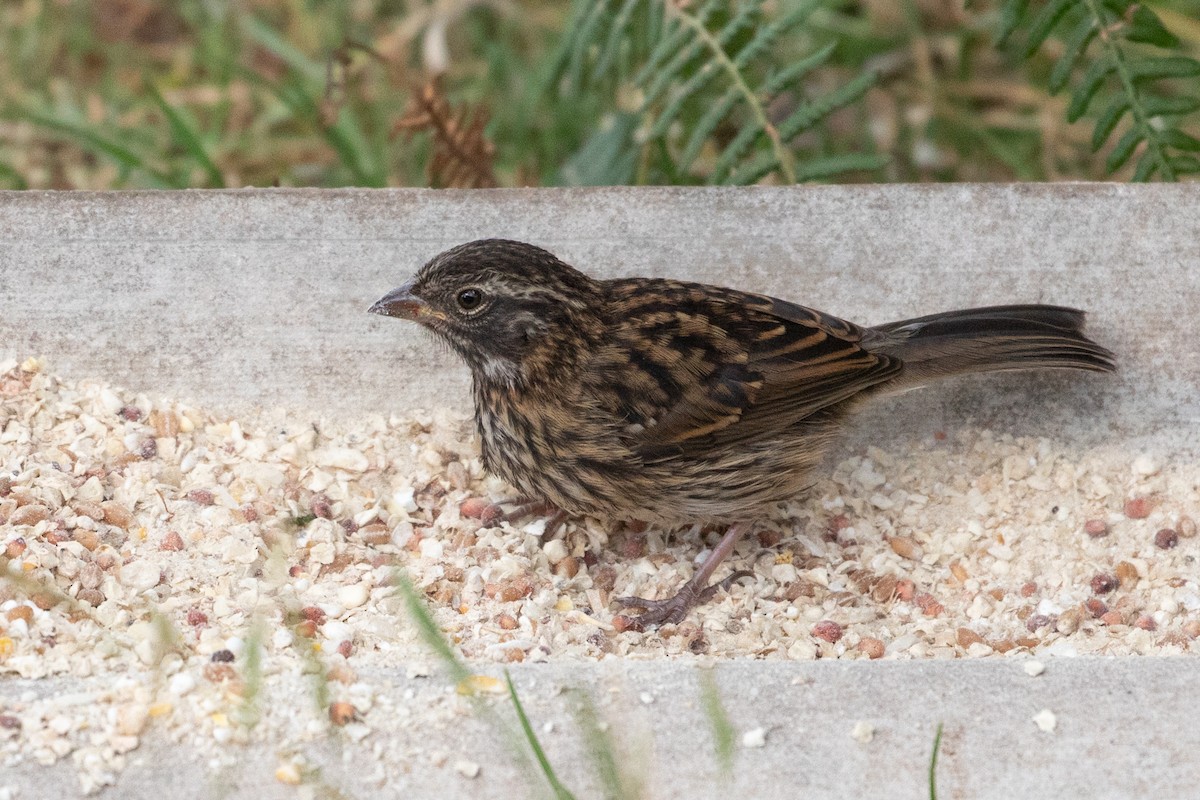 Rufous-collared Sparrow - Louis Bevier