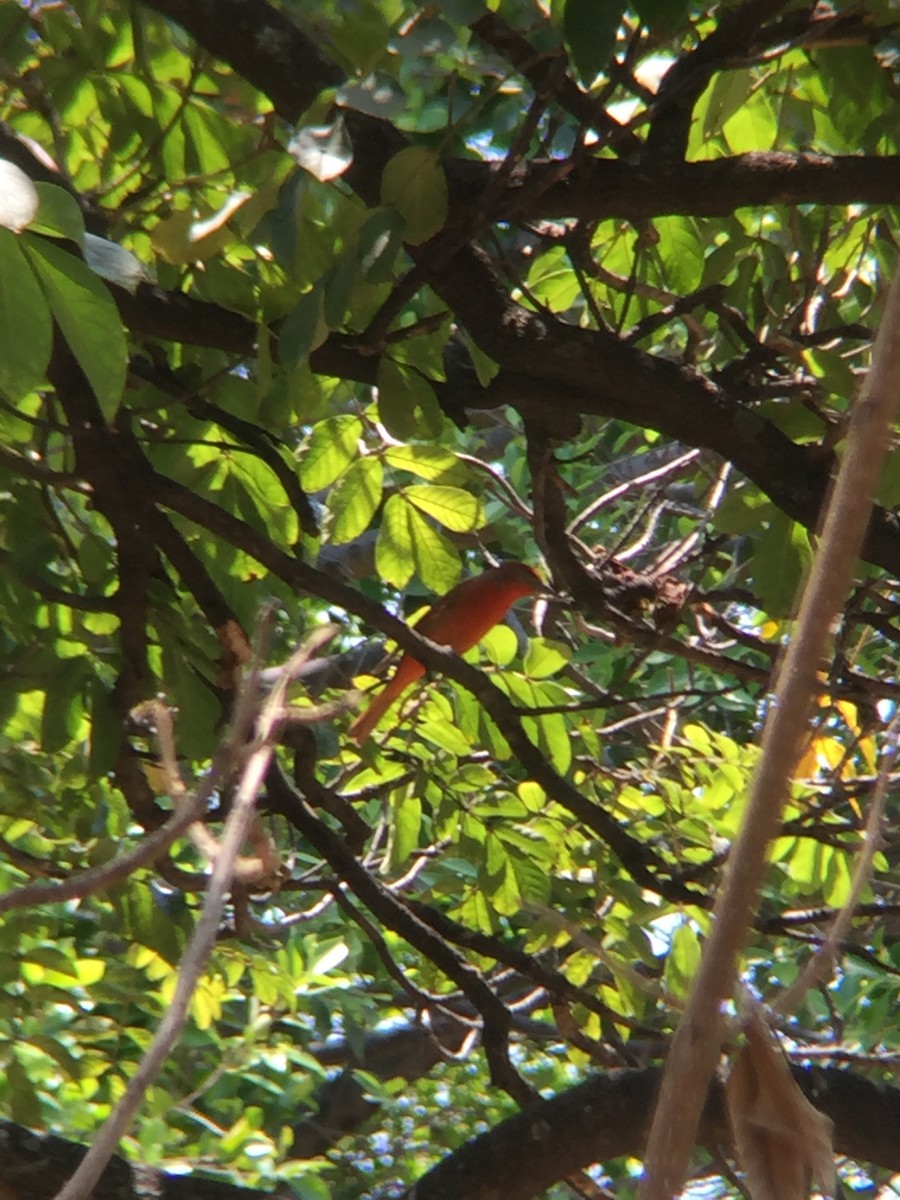 Hepatic Tanager - ML151510341