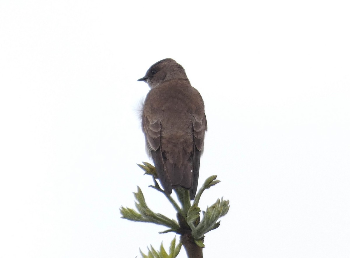 Northern Rough-winged Swallow - Hendrik Herlyn