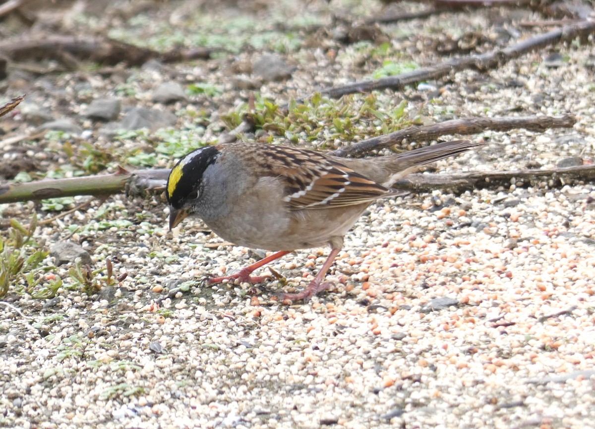 Golden-crowned Sparrow - Hendrik Herlyn