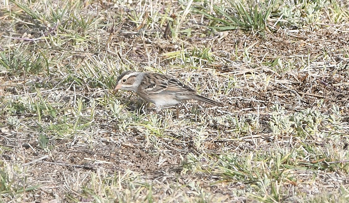 Clay-colored Sparrow - David Beaudette
