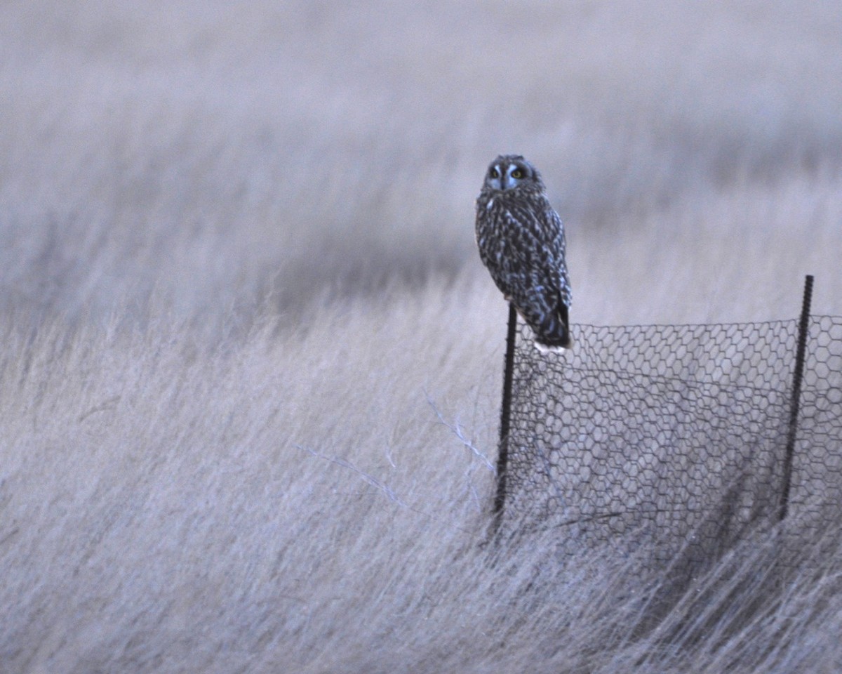 Short-eared Owl - Monika Wieland Shields