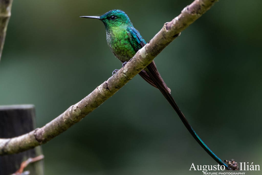 Long-tailed Sylph - ML151522091