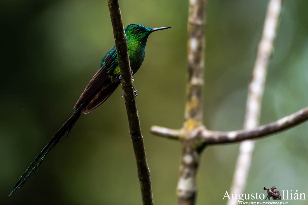 Long-tailed Sylph - ML151522101