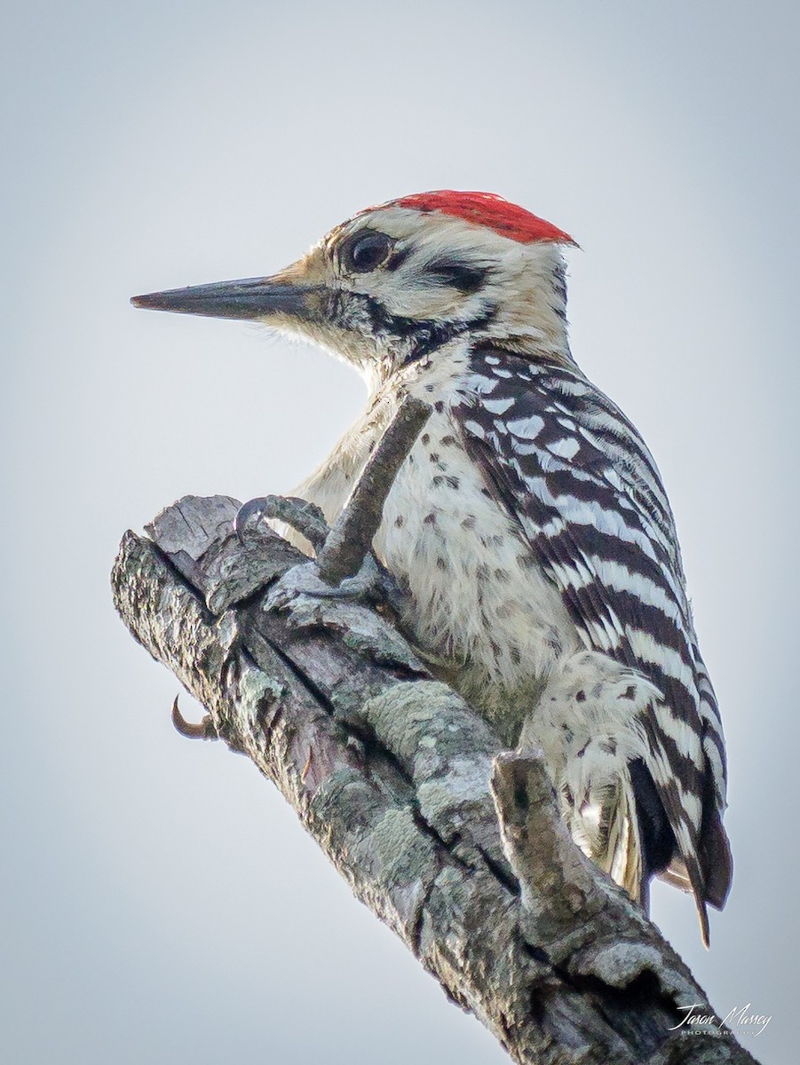 Ladder-backed Woodpecker - Jason Massey