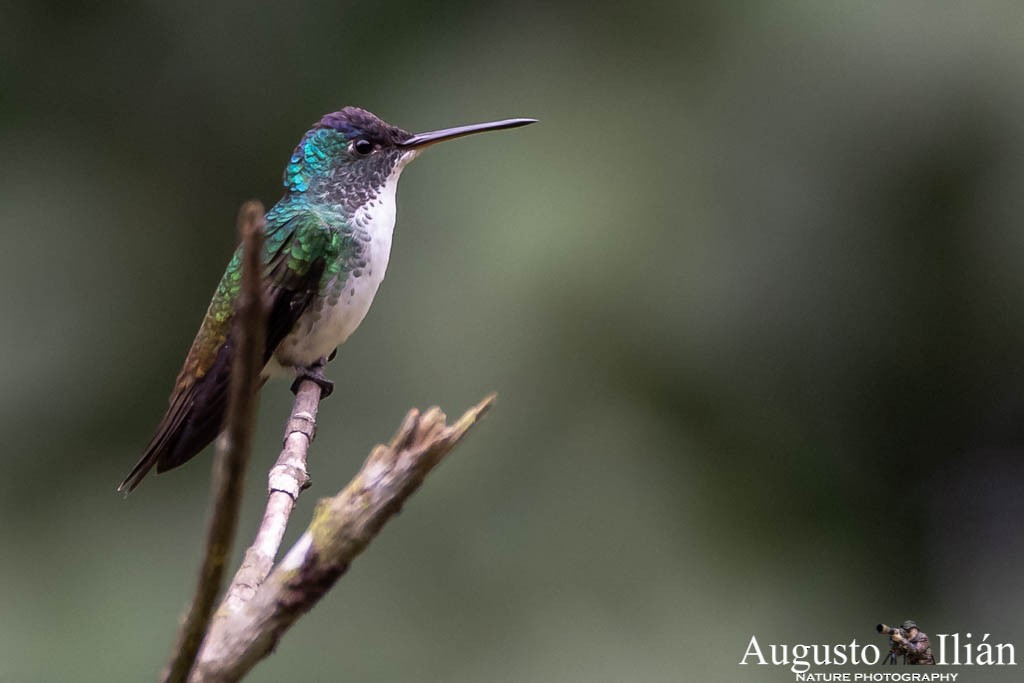 kolibřík andský - ML151522661