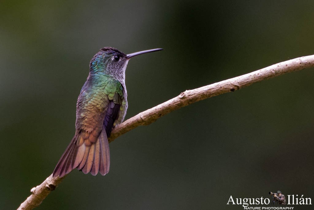 kolibřík andský - ML151522671
