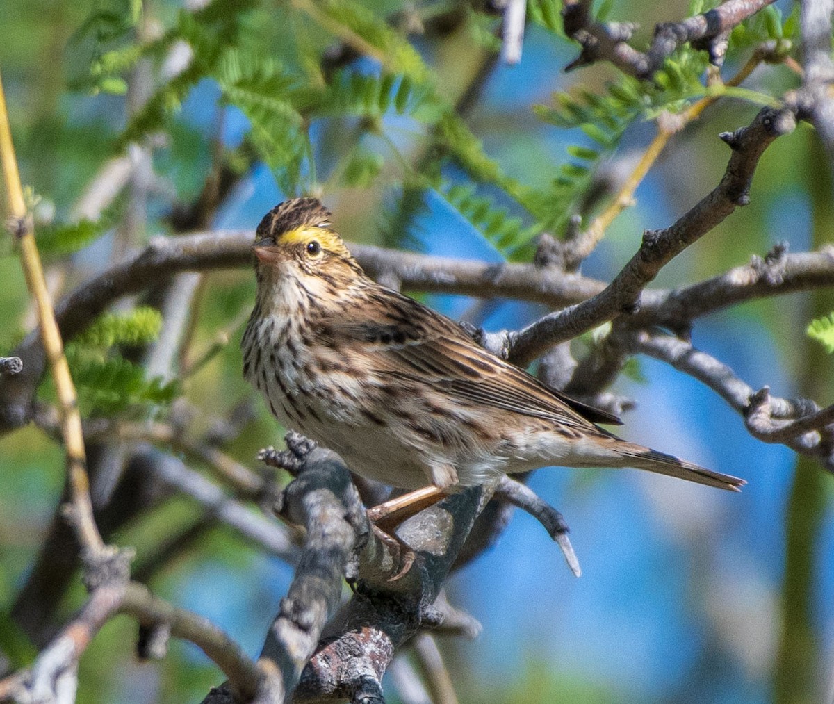 Savannah Sparrow - ML151523101