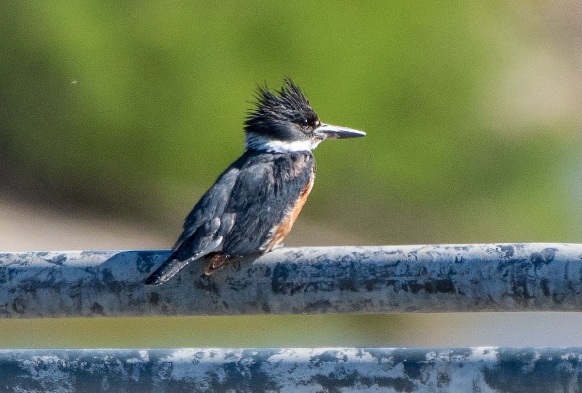 Belted Kingfisher - Mary McSparen