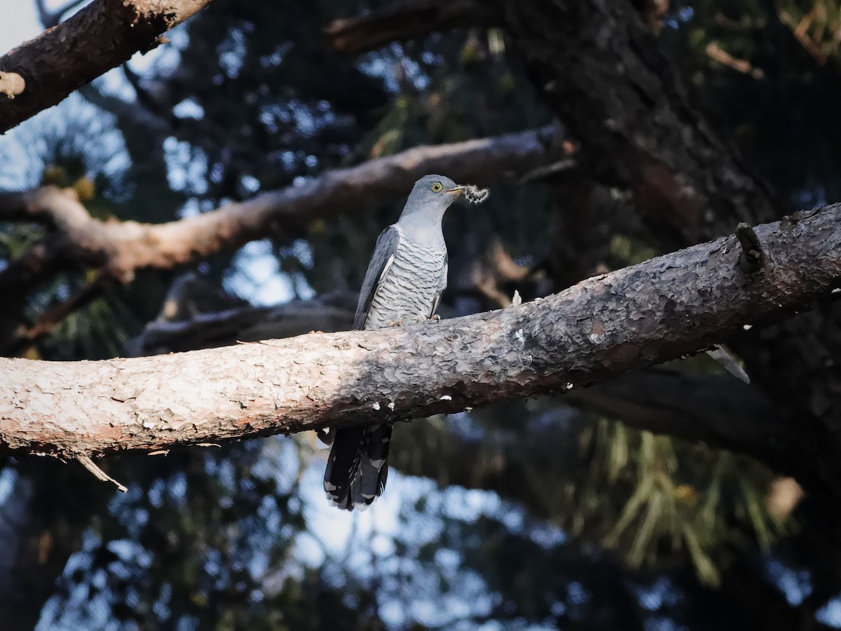Common Cuckoo - özerk sonat pamir