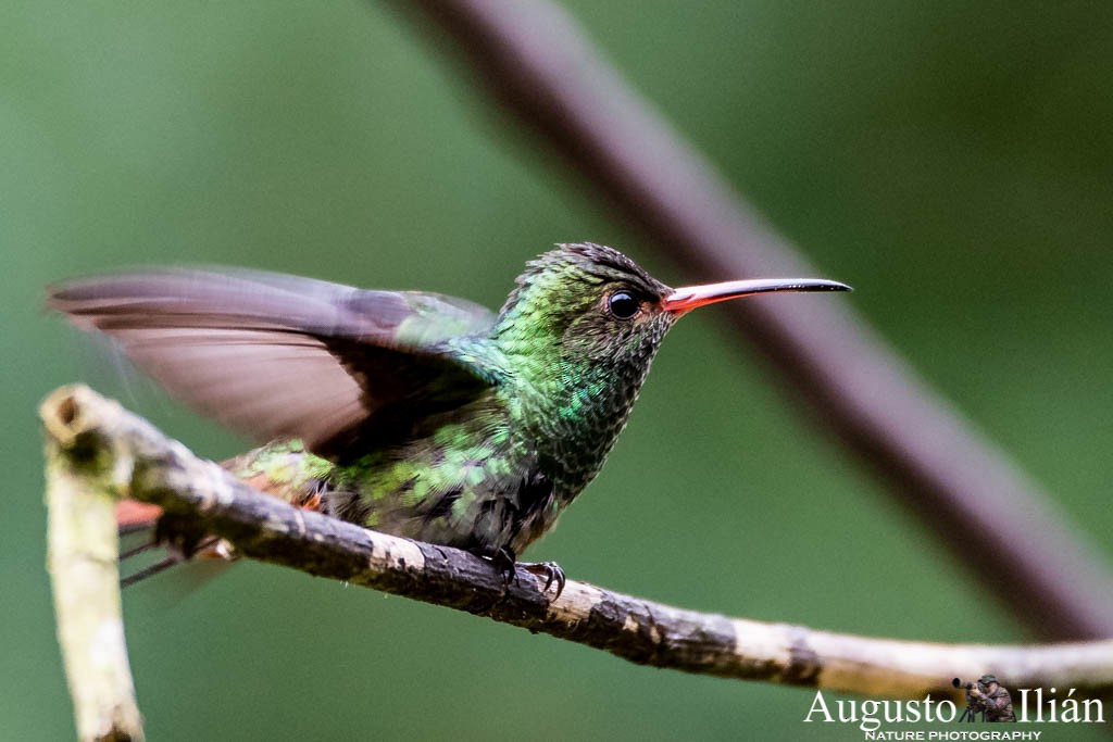 Rufous-tailed Hummingbird (Rufous-tailed) - ML151523611