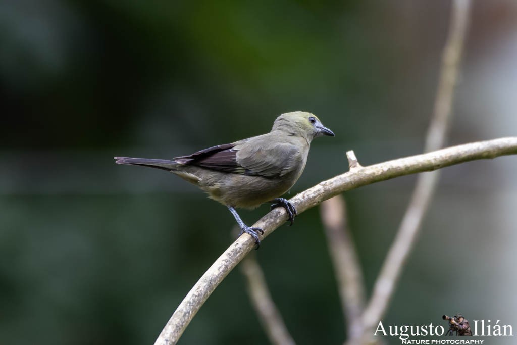 Palm Tanager - ML151523831