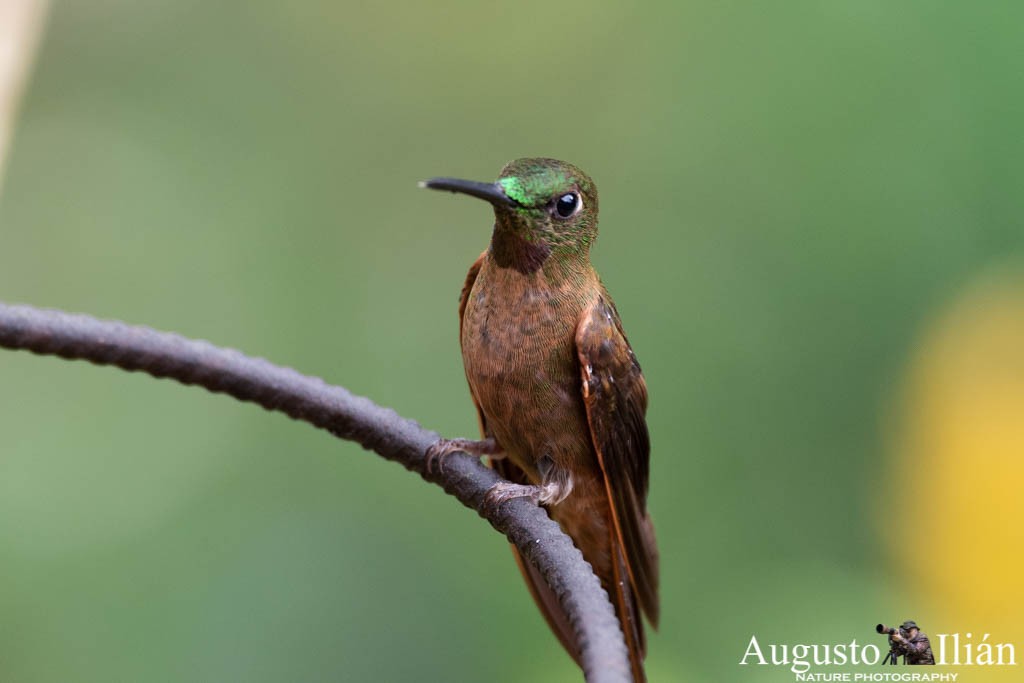 kolibřík hnědobřichý - ML151527601