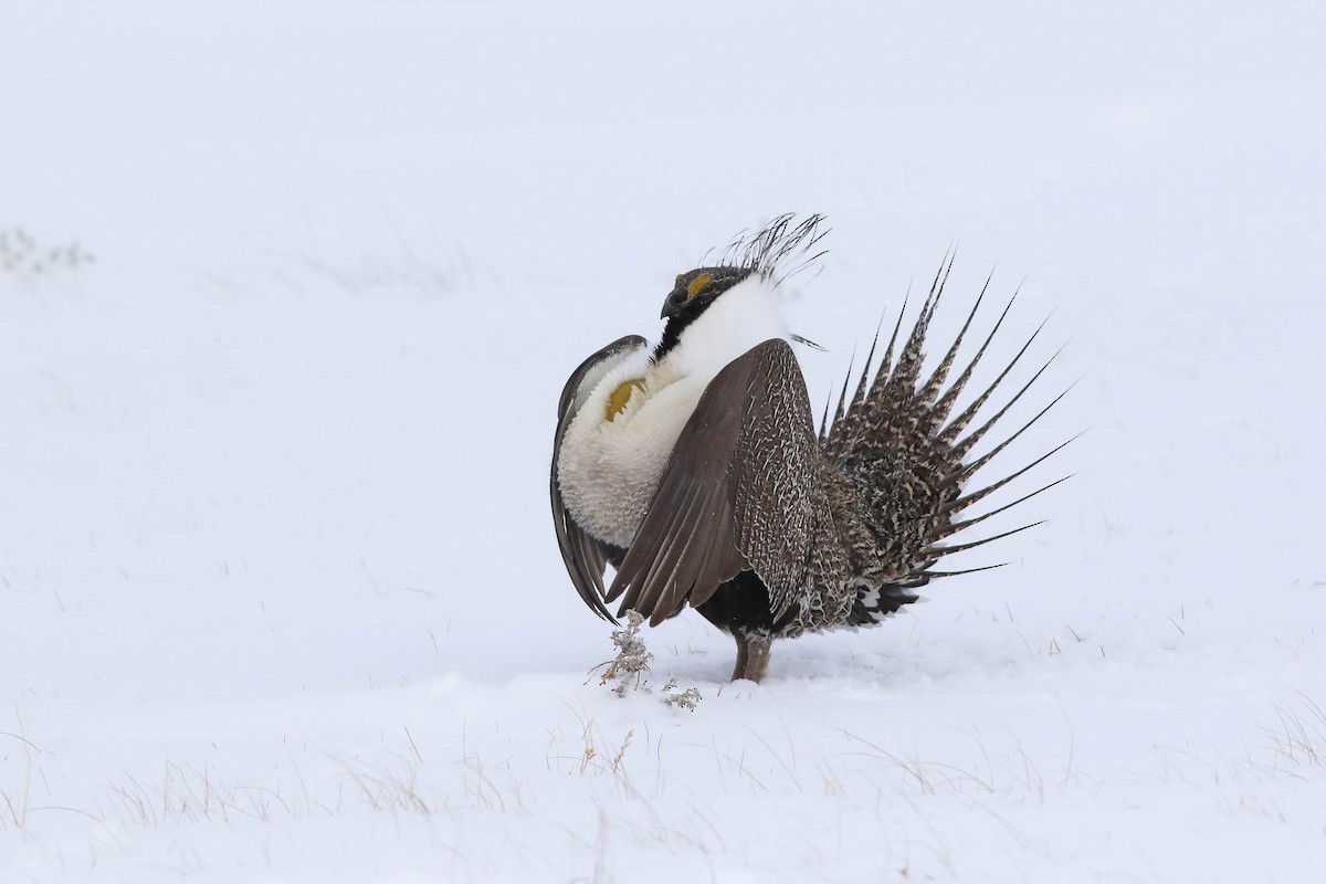 Greater Sage-Grouse - ML151528601