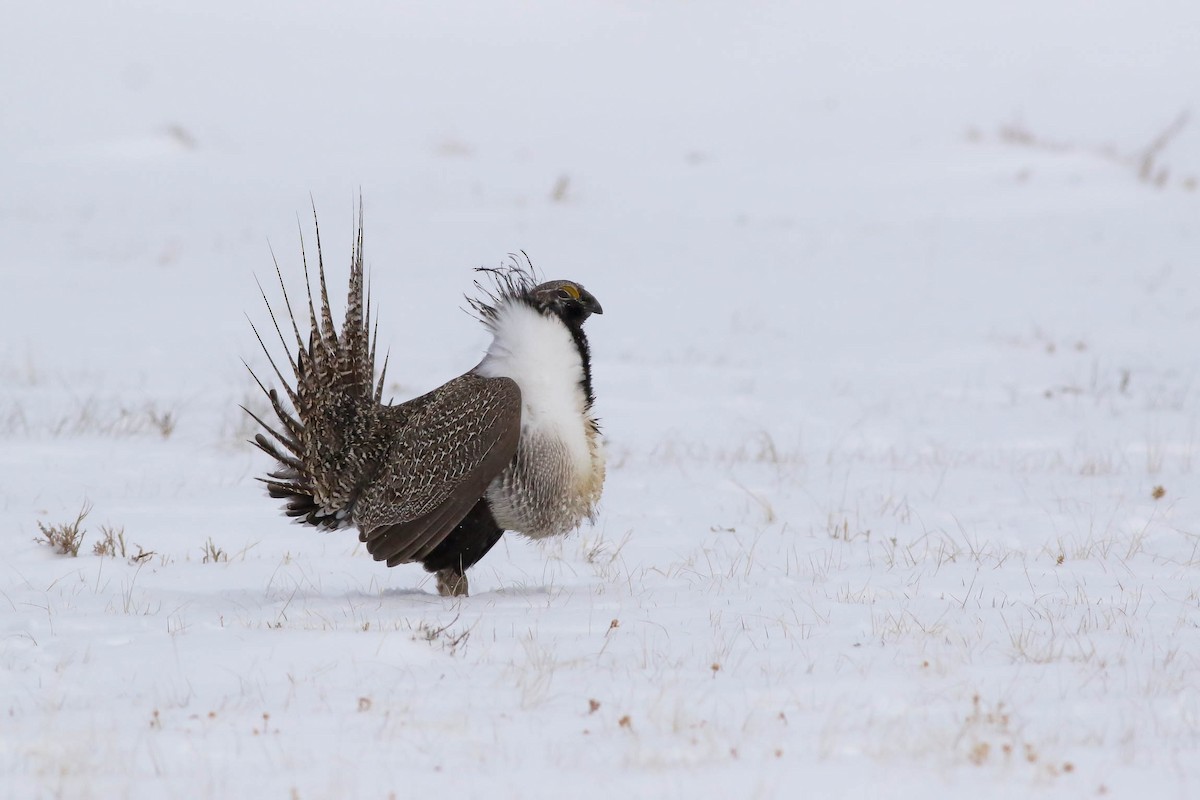 Greater Sage-Grouse - ML151528631