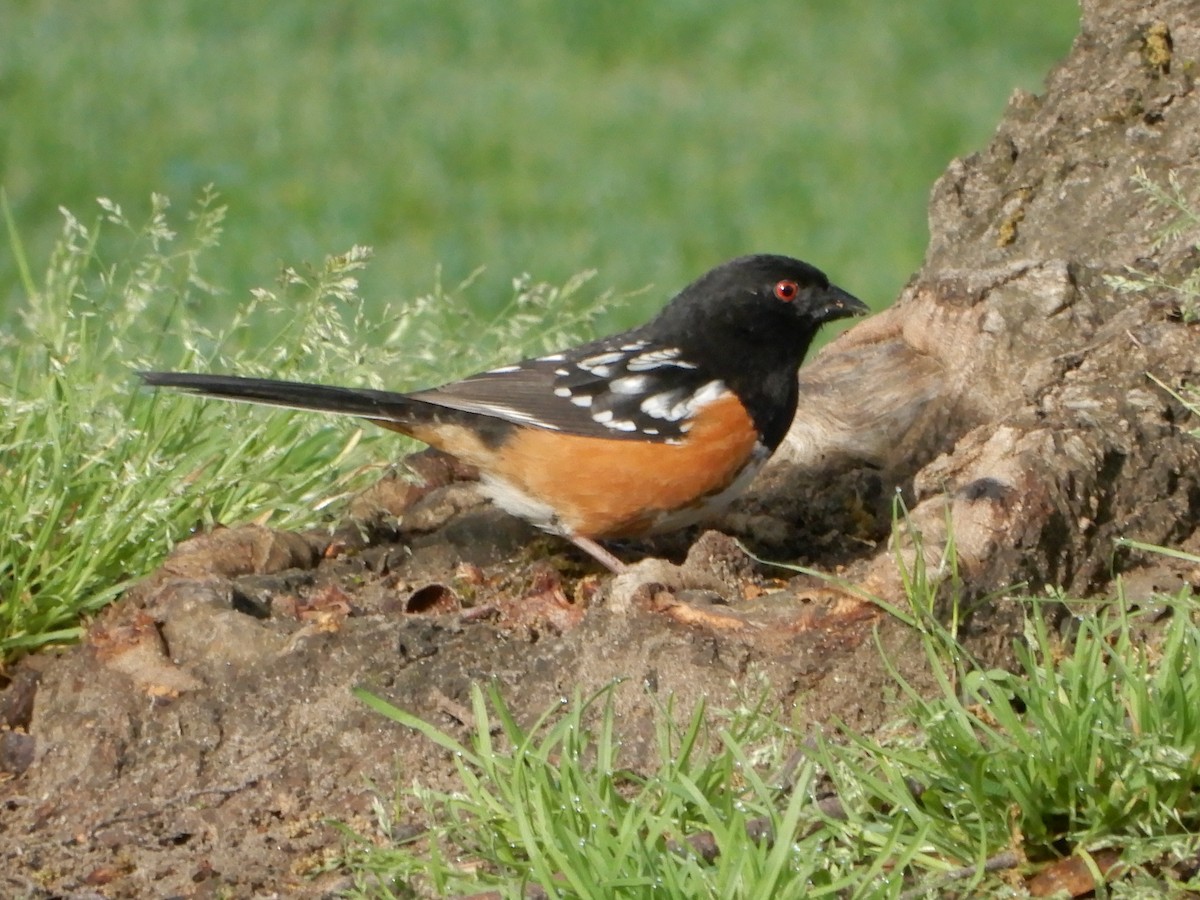 Spotted Towhee - Mark Martucci