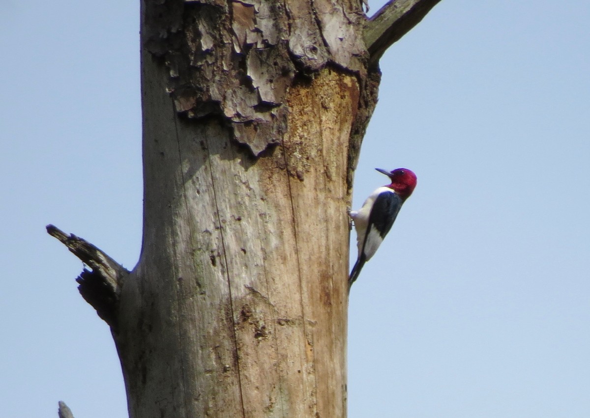 Red-headed Woodpecker - Kathy Duret