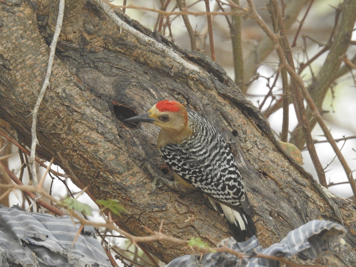 Red-crowned Woodpecker - ML151531151