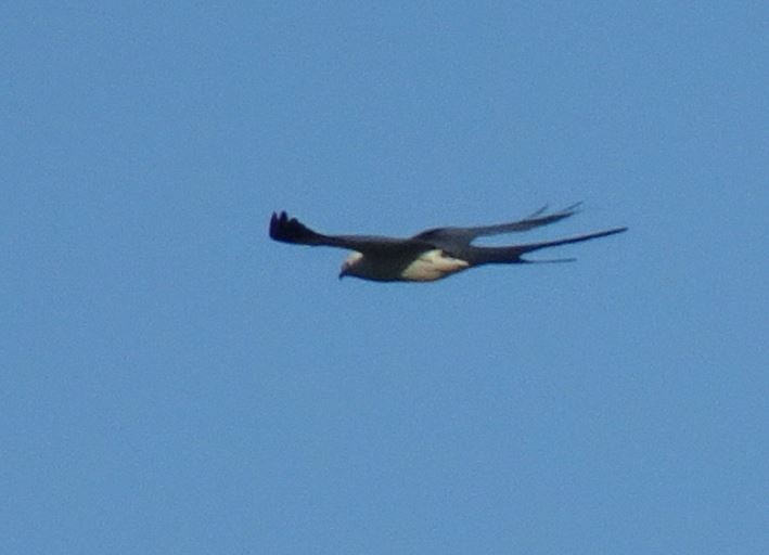 Swallow-tailed Kite - Cathy Olson