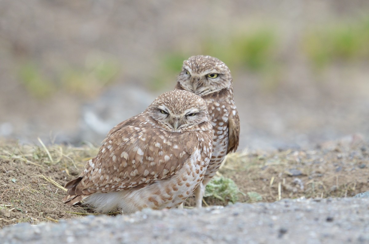 Burrowing Owl - Bart Wickel