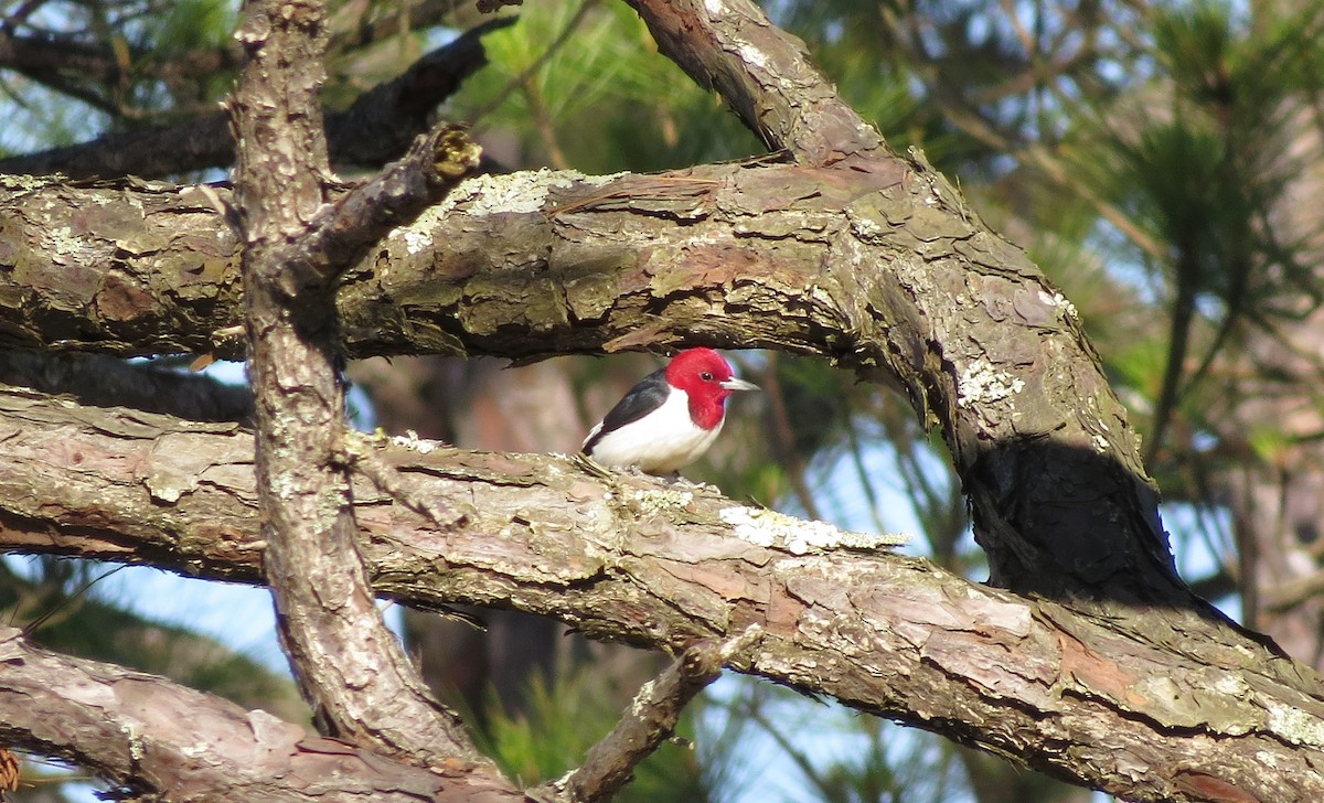 Red-headed Woodpecker - John Murphy