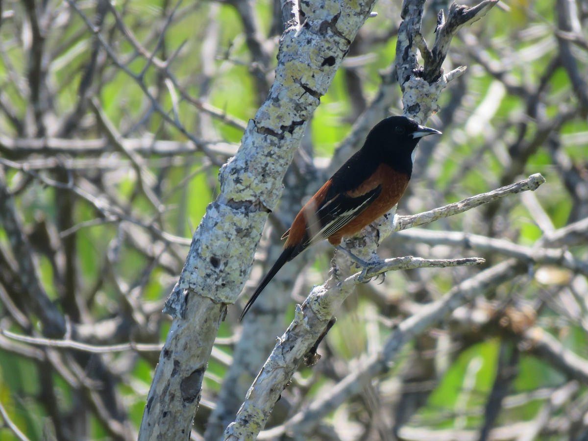 Orchard Oriole - ML151533751