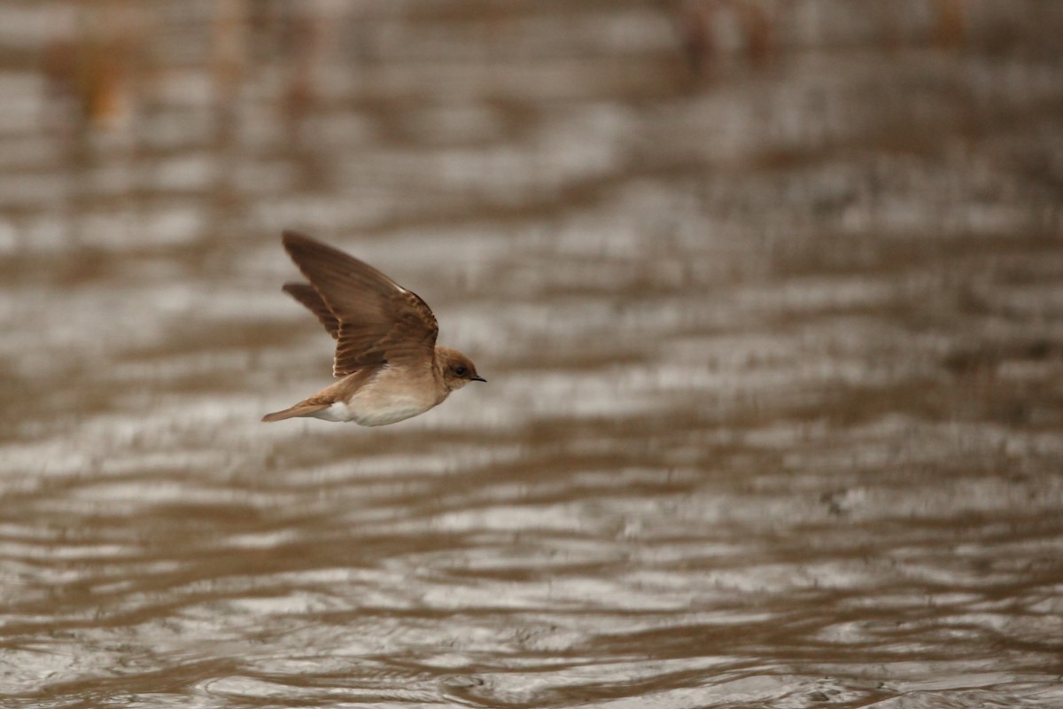 Northern Rough-winged Swallow - Tony Moline