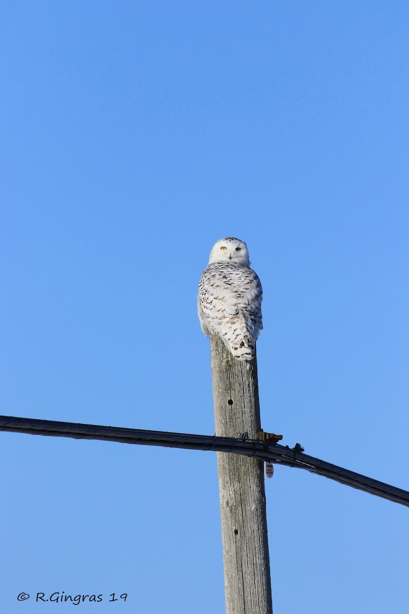 Snowy Owl - Robin Gingras