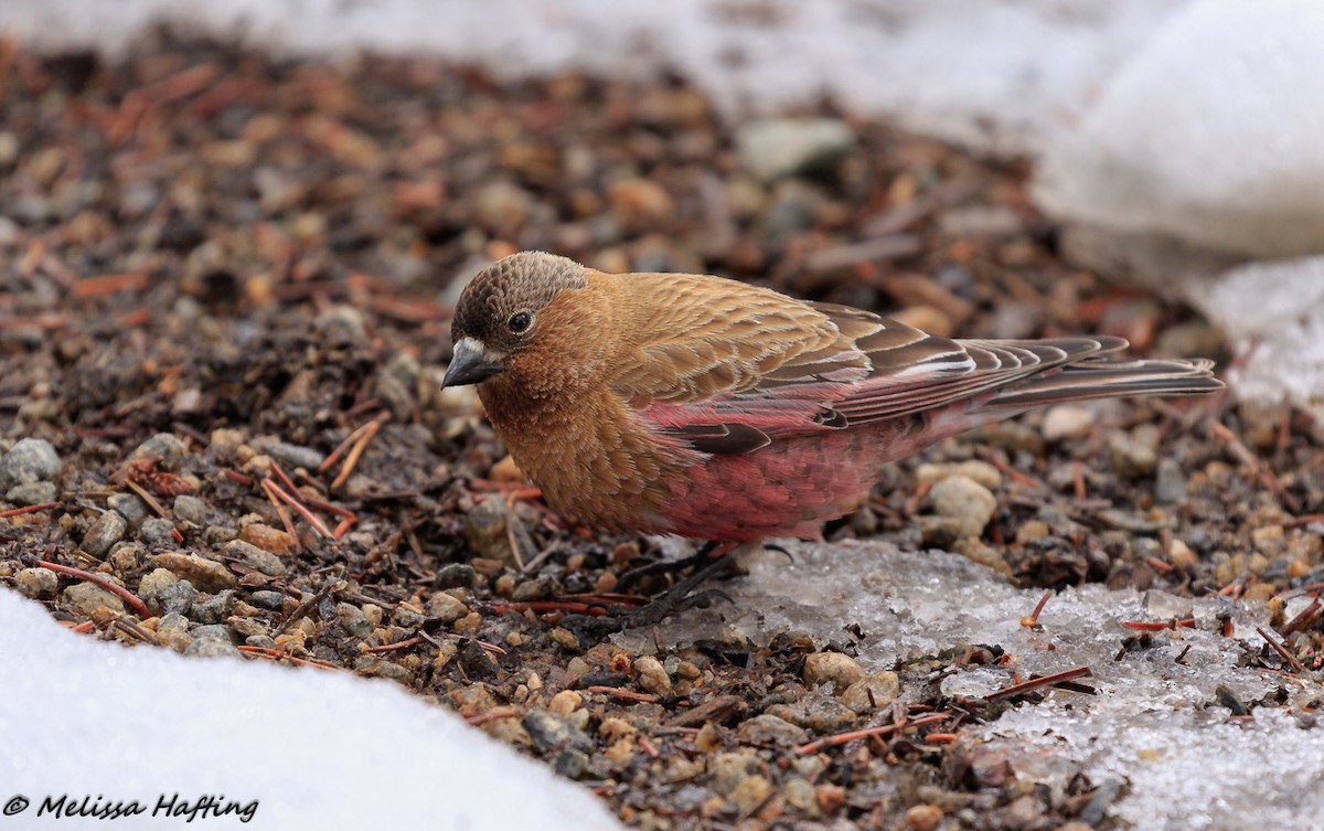 Brown-capped Rosy-Finch - ML151537441