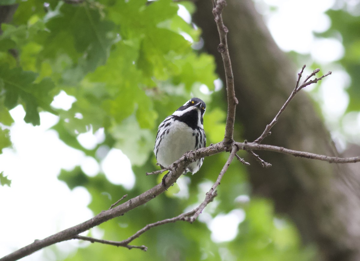Black-throated Gray Warbler - ML151539731