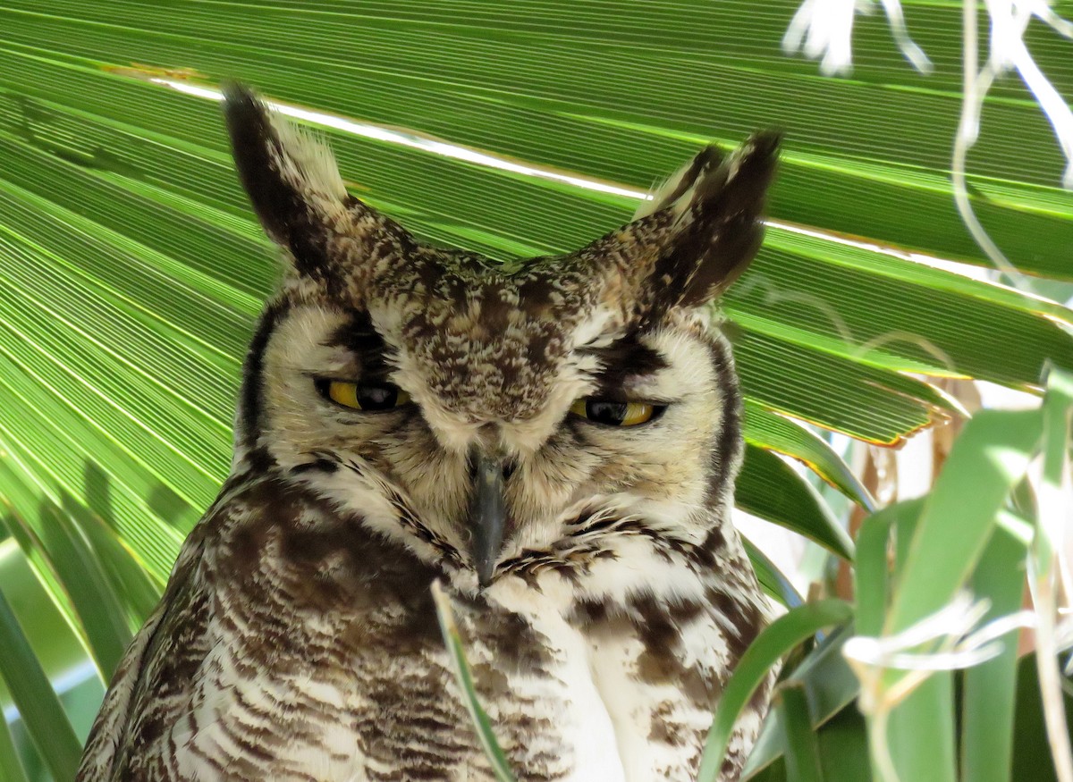 Great Horned Owl - ML151539881