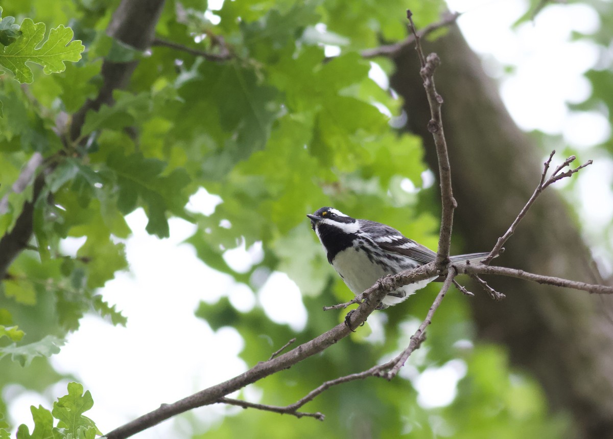 Black-throated Gray Warbler - ML151540061