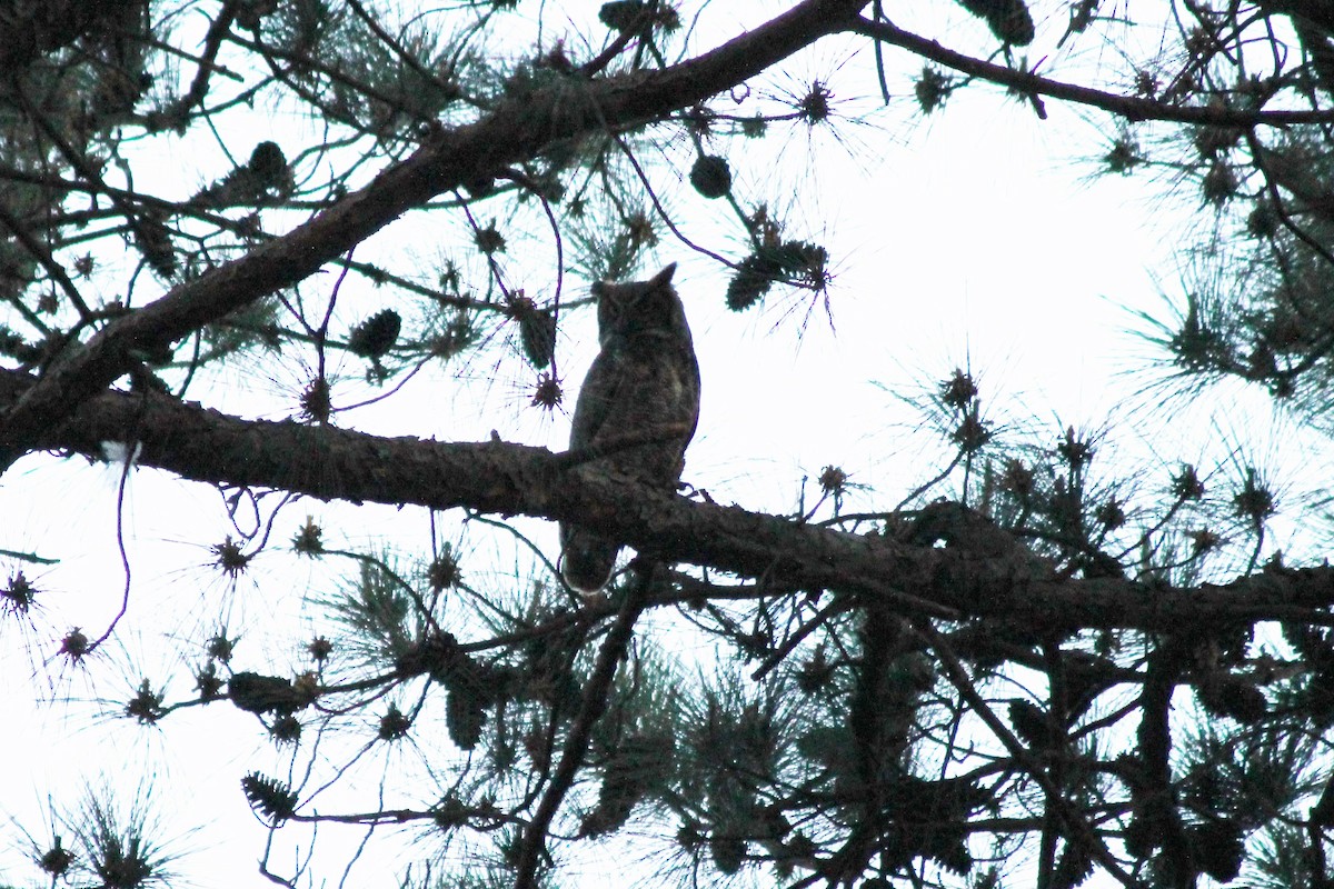 Great Horned Owl - ML151540091