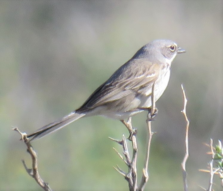 Sagebrush/Bell's Sparrow (Sage Sparrow) - ML151540241